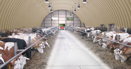 бескаркасный арочный ангар животноводство